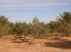 Oliven- und Palmenfarm 008